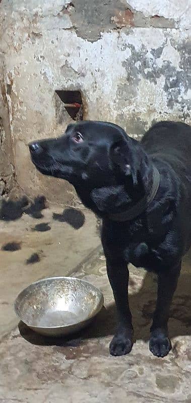 Black Labrador Female 1