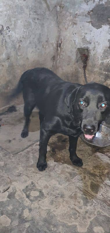 Black Labrador Female 2