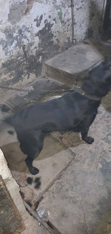 Black Labrador Female 6