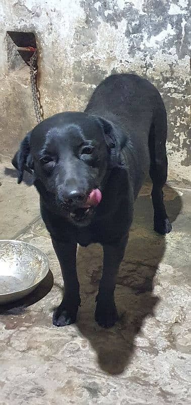 Black Labrador Female 7