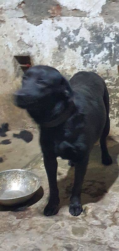 Black Labrador Female 8