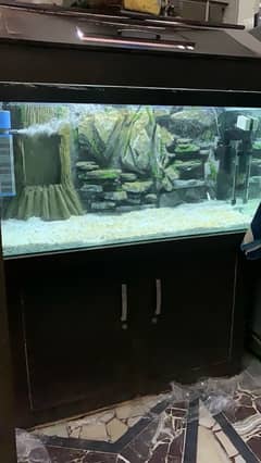 Fish Aquarium