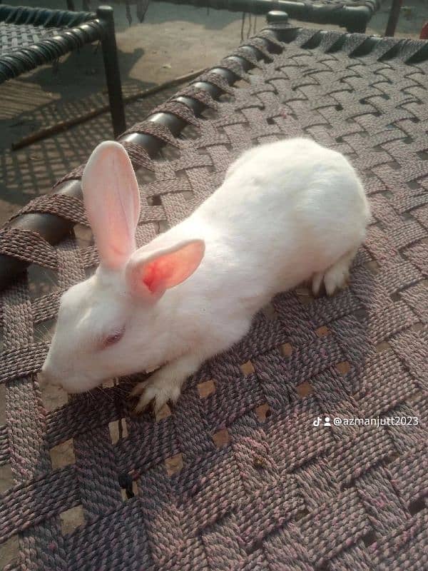 Male rabbit sale 0