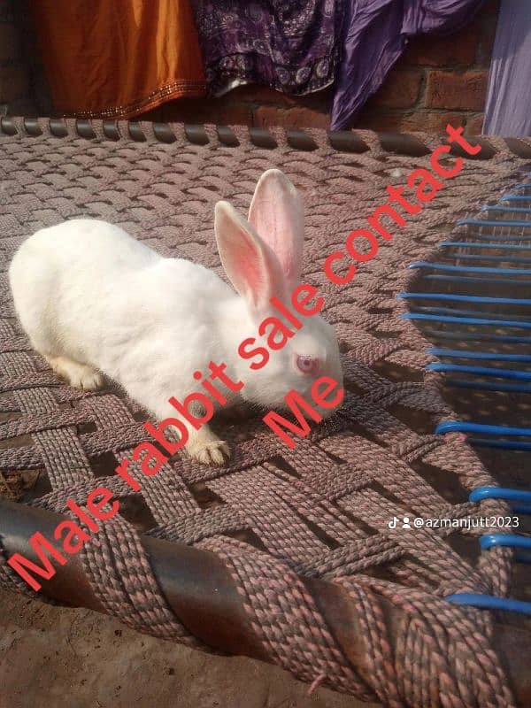 Male rabbit sale 1