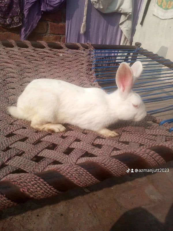 Male rabbit sale 2