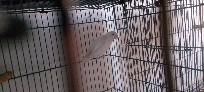 albino red eyes into split breeder pair 2