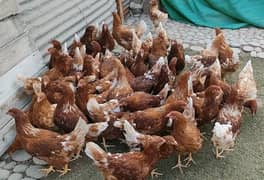 lohman brown murghi |lohman brown  hens | eggs laying hens | 6 month