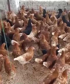 lohman brown murghi |lohman brown hens | eggs laying hens | 6 month