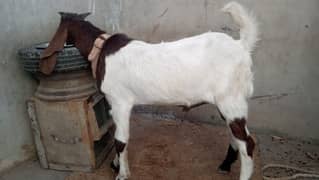 bakra