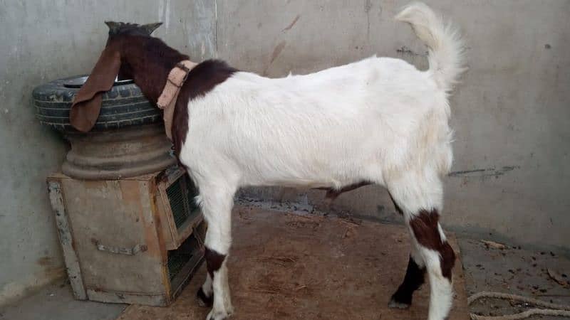 bakra kmori kiros wtsb nmbr 03102639551 0