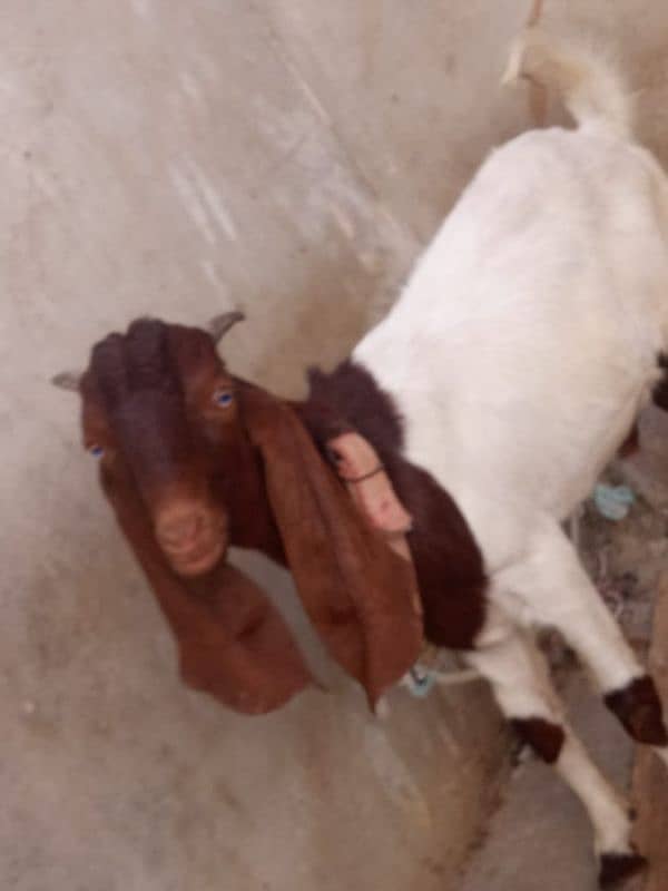 bakra kmori kiros wtsb nmbr 03102639551 2