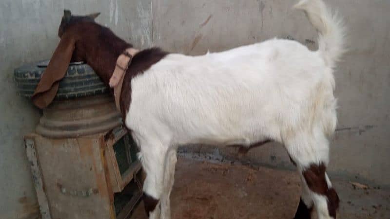 bakra kmori kiros wtsb nmbr 03102639551 4