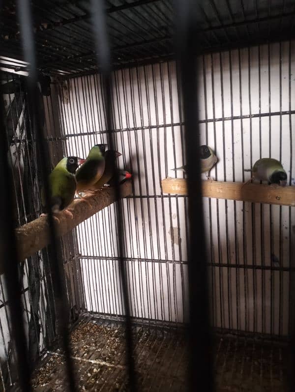 4 PC guldin finch 0