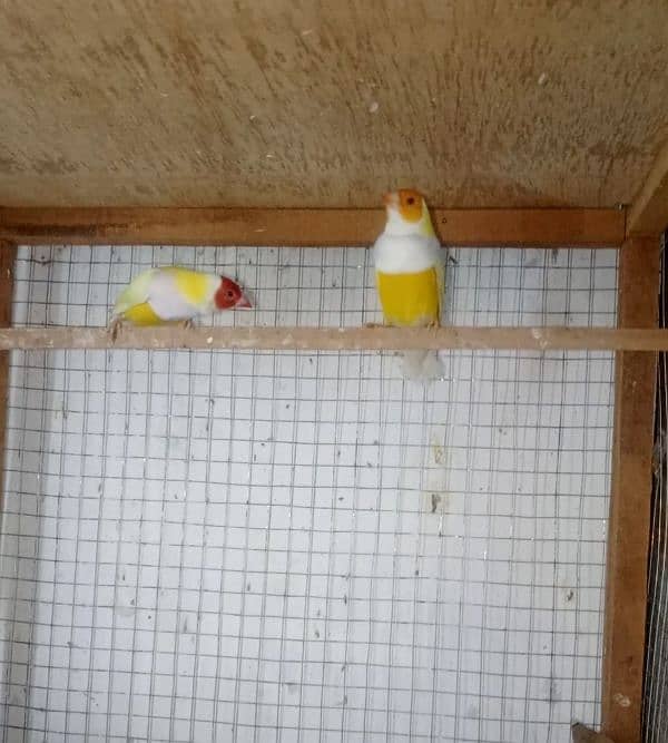 gouldian pair for sale 0