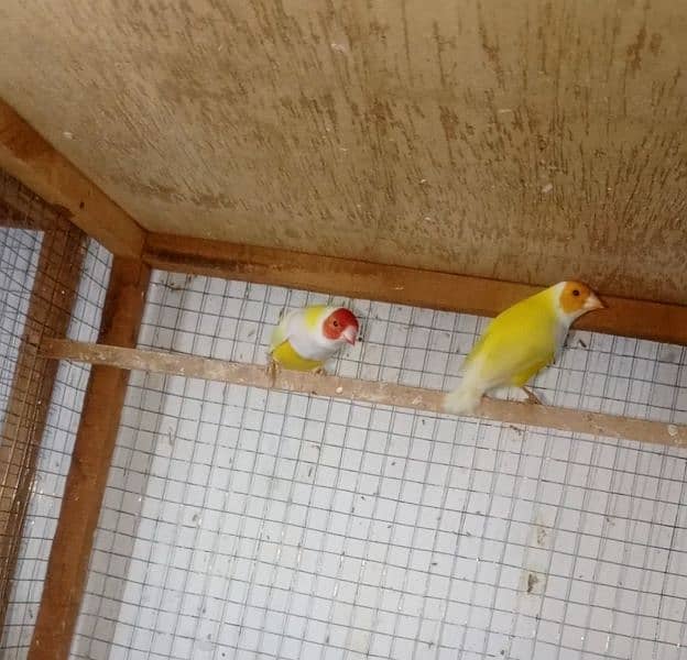 gouldian pair for sale 1