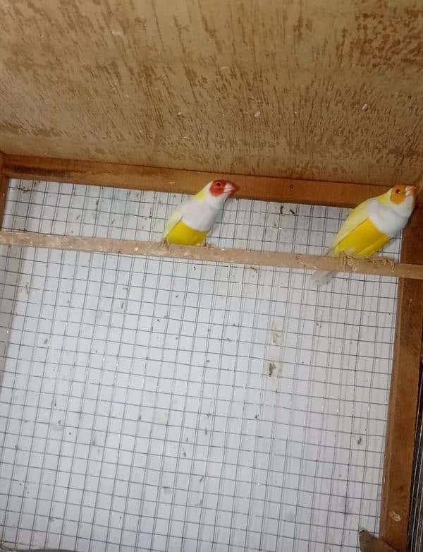 gouldian pair for sale 2