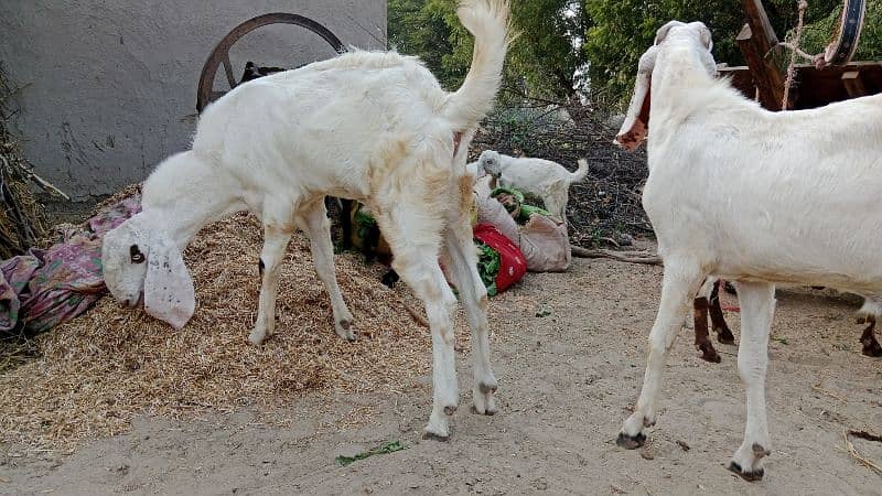 2 Kheery Bakry RajanPuri Nasal Urgant Sale 0