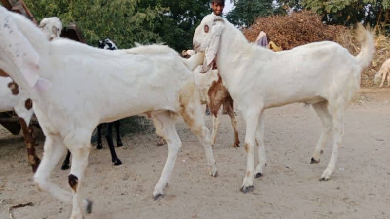 2 Kheery Bakry RajanPuri Nasal Urgant Sale 2