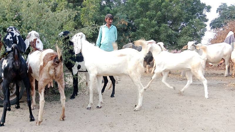 2 Kheery Bakry RajanPuri Nasal Urgant Sale 3