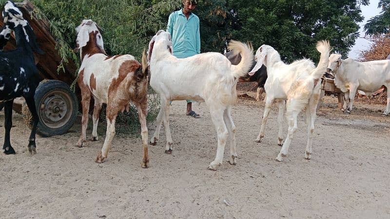 2 Kheery Bakry RajanPuri Nasal Urgant Sale 5