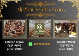 golden misri | lohman brown|eggs laying | hens | read ad