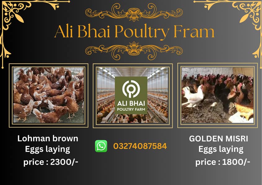 golden misri | lohman brown|eggs laying | hens | read ad 0