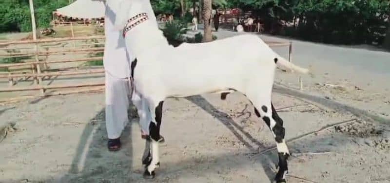 Rajanpuri bakra Urgent For sale WhatsApp on 0313,4935,145 1