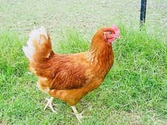 golden misr | lohman brown| eggs laying hens | read ad |  03274087584