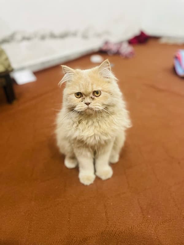 Persian Cat Brown 3 coded 1