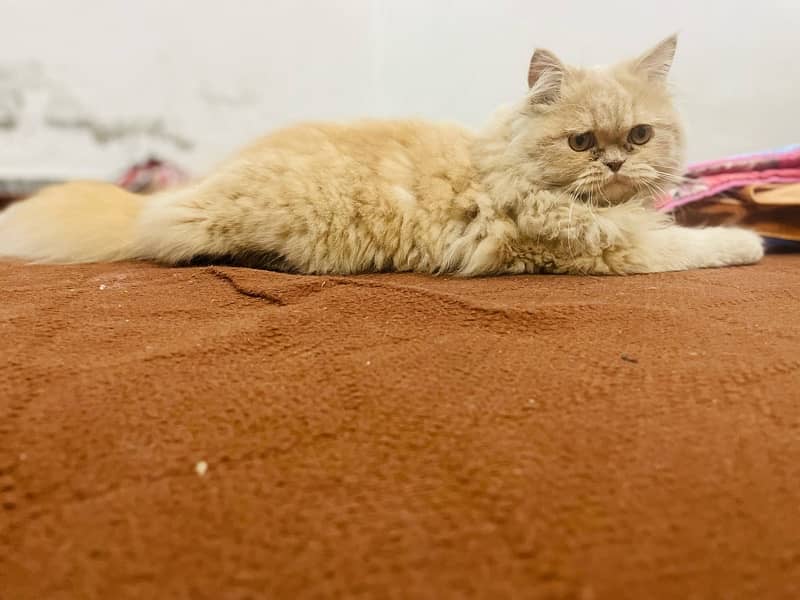 Persian Cat Brown 3 coded 6