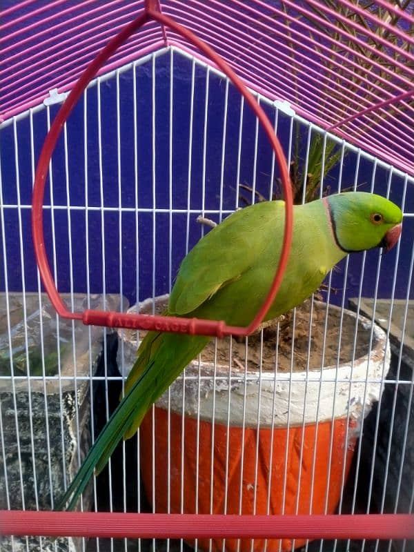 Green parrot 0