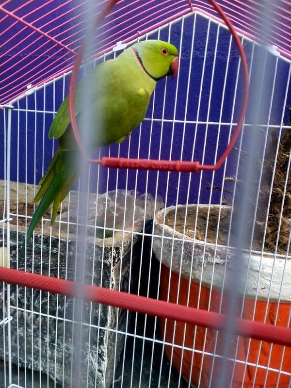 Green parrot 1