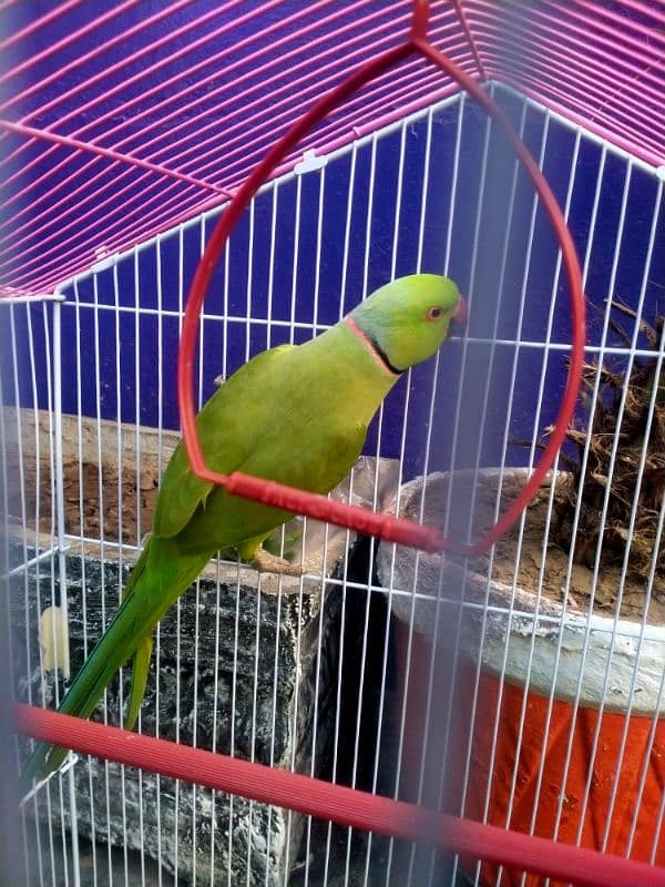 Green parrot 2