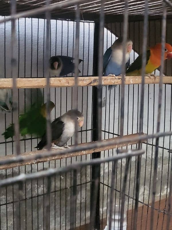 Love bird healthy and active 2