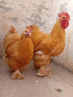 1 pair golden buff a+quality mea ha breeder and bantam set