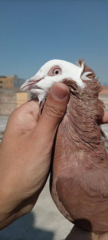 Beautiful fancy pigeons for sqle 0