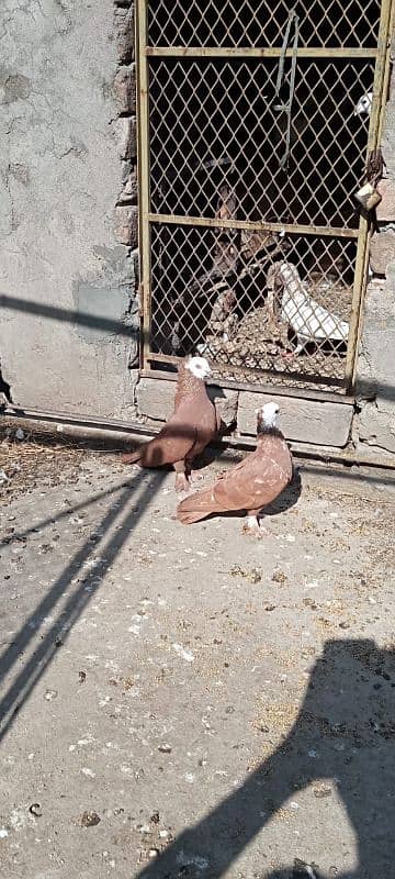 Beautiful fancy pigeons for sqle 1