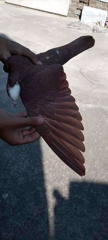 Beautiful fancy pigeons for sqle 3