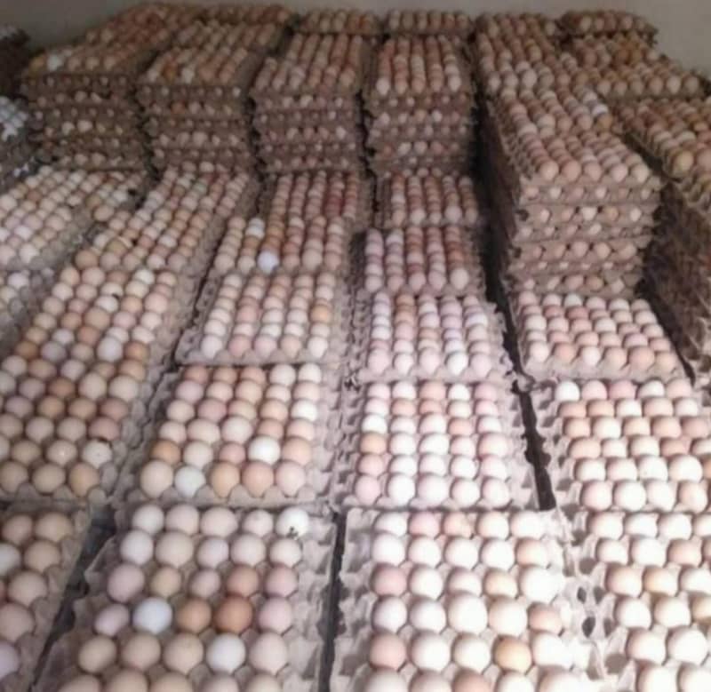 white Egg | Golden Misri | Hens egg | Desi Eggs | fertile egg | andy 0