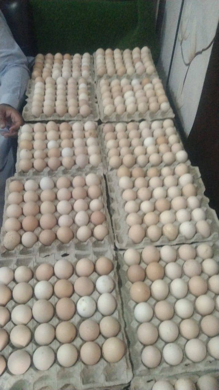 white Egg | Golden Misri | Hens egg | Desi Eggs | fertile egg | andy 1