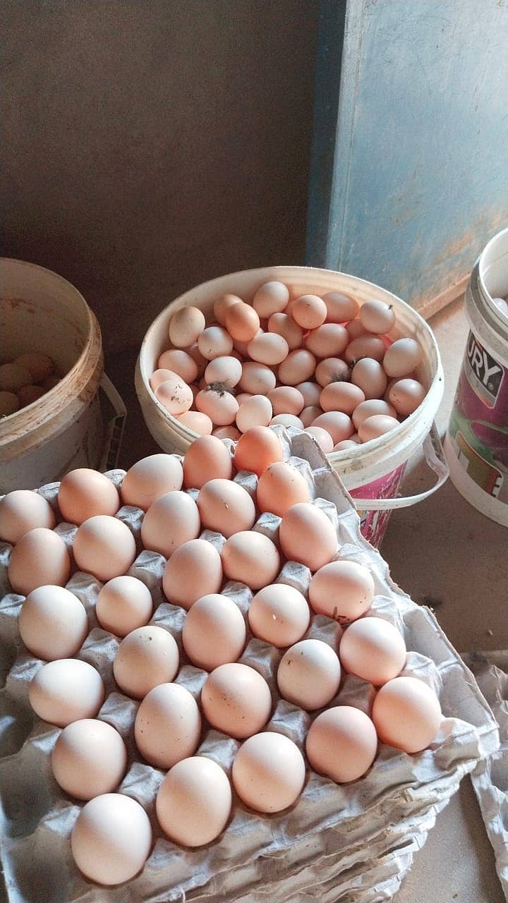 white Egg | Golden Misri | Hens egg | Desi Eggs | fertile egg | andy 2