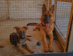 German shepherd male puppy available for new home