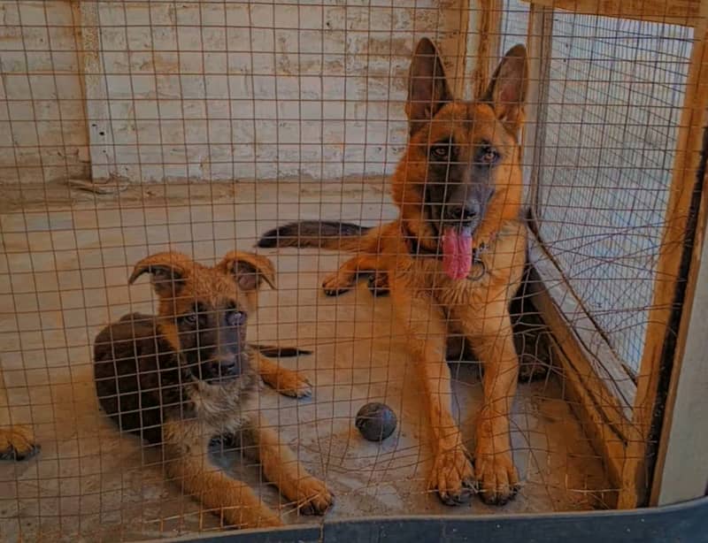 German shepherd male puppy available for new home 3