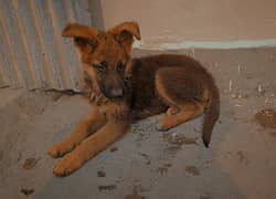 German shepherd male puppy available for new home