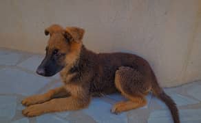 German shepherd male puppy available for new home