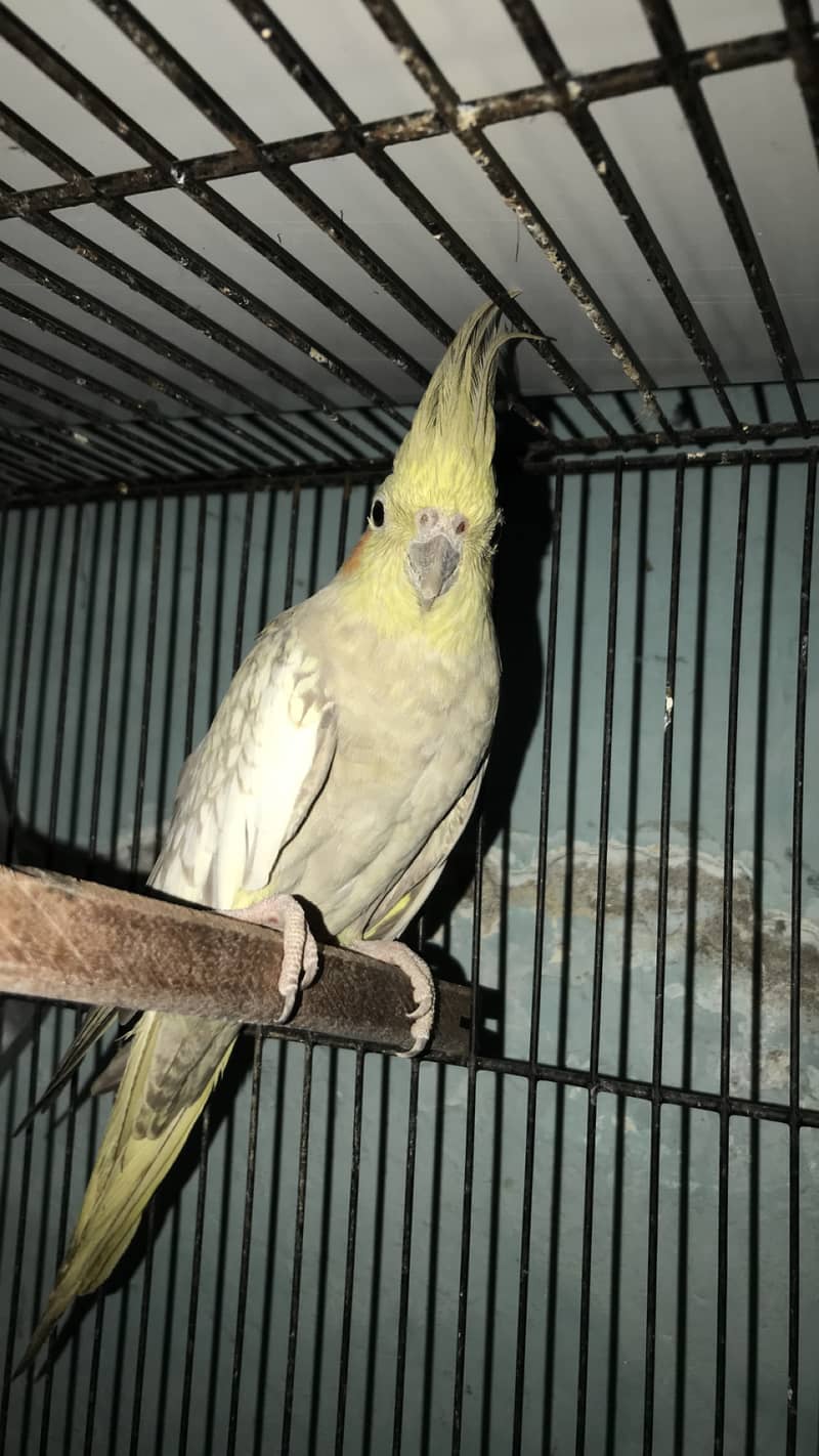 Female cocktail for sale full healthy and active 0