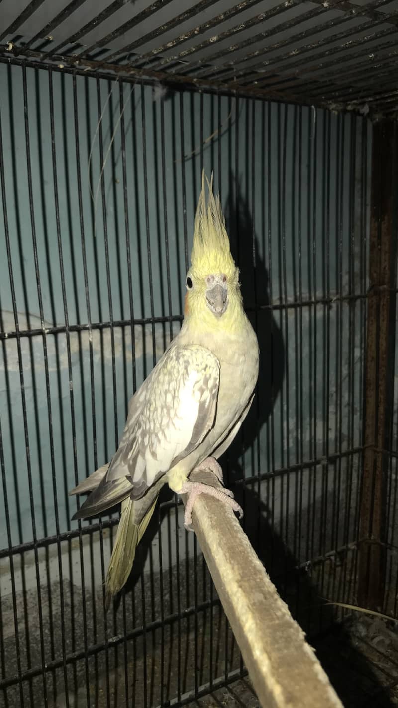 Female cocktail for sale full healthy and active 1