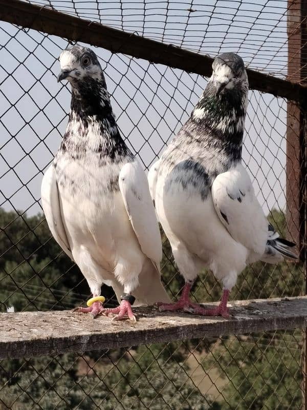 pure batairaa pair for sale 0