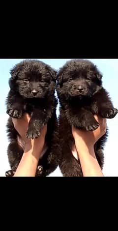 Black German Shepherd Long Coat Female For Sale