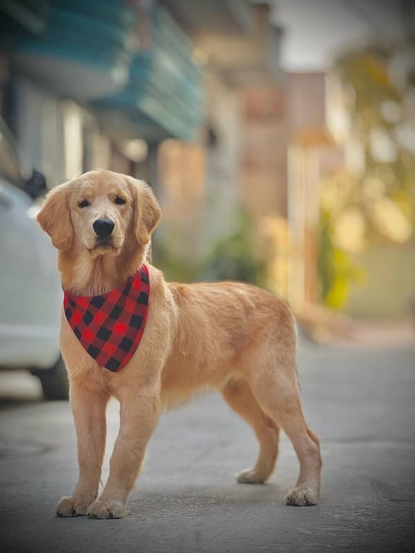 golden retriever |golden retriever American original | KCP pedigree 2